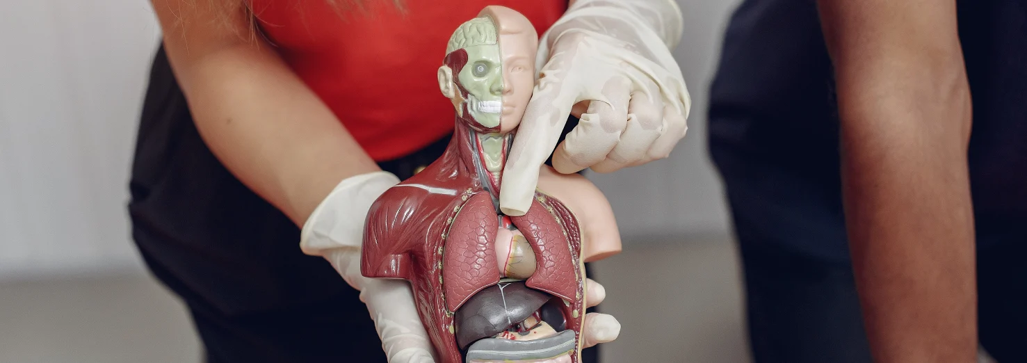 Sindirim Sistemi Nedir?
