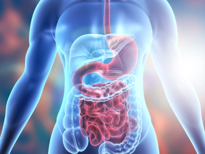 Sindirim Sistemi Nedir?